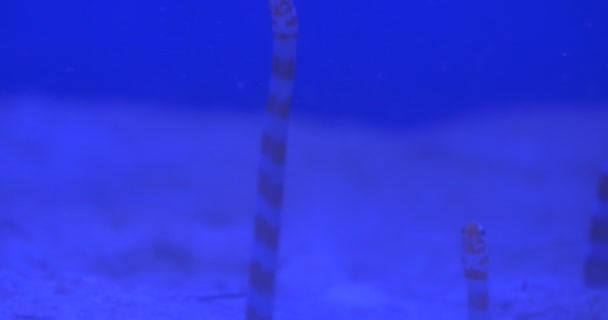 Gorgasia Preclara, Des poissons surgissent de dessous le sable au fond de l'aquarium, Gros plan — Video