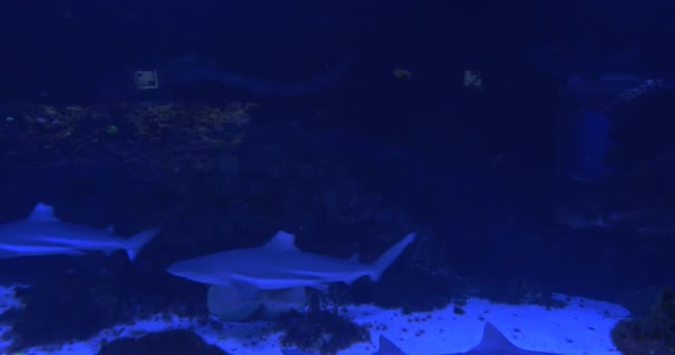 Bandada de tiburones de arrecife de punta negra, animales, están flotando circularmente en el acuario, bajo el agua, tiburón mentiroso — Vídeos de Stock