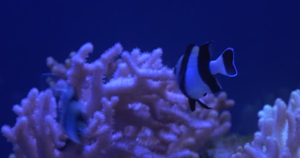 Dascyllus melanurus, två fiskar flyter genom koraller i akvarium, Oceanarium — Stockvideo