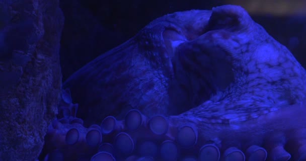 Octopus, Enteroctopus Dofleini, superfície do corpo em movimento, Octopus Suckers, Oceanarium — Vídeo de Stock