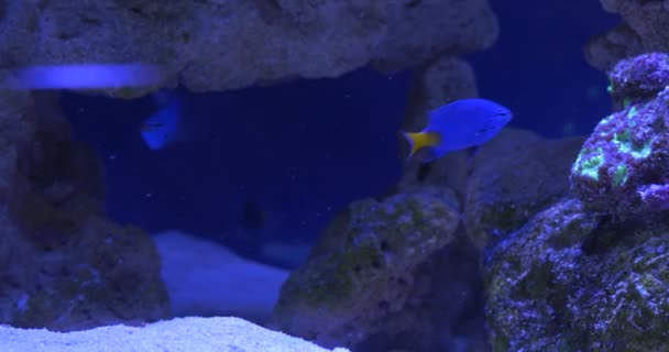 Chrysiptera Parasema, modrá a žlutá ryba a maurská modla, Zanclus cornutus, ryby v Oceanááriu — Stock video