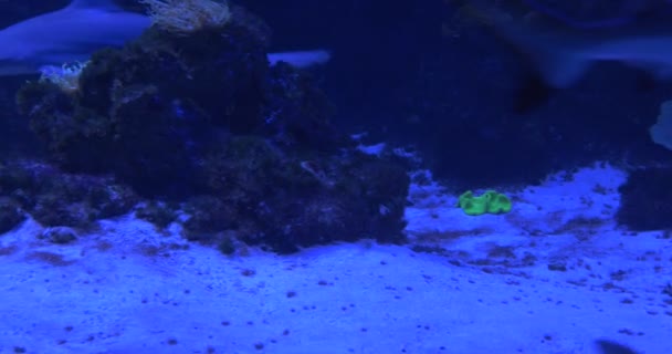 Bandada de tiburones de arrecife de punta negra, animales, están flotando circularmente en el acuario, bajo el agua, primer plano, amarillo brillante Animales, Corales, Sinularia — Vídeos de Stock