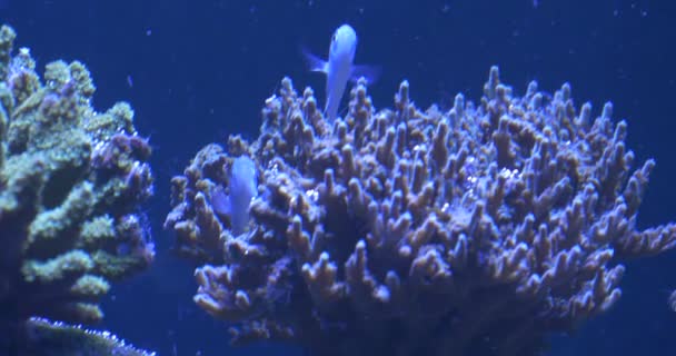 Dvě světle modrá, bílé ryby pohybují ploutve mezi korály, Akropora — Stock video