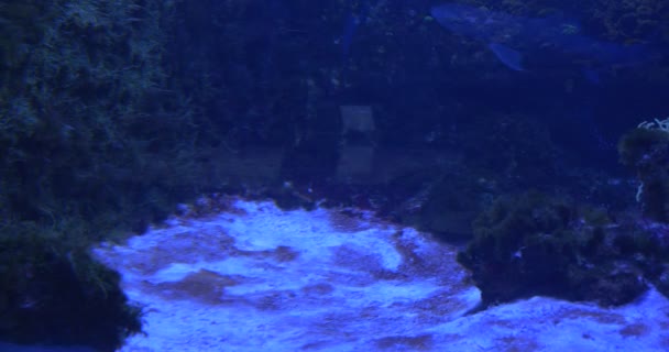 Tiburones de Arrecife de Punta Negra, Animales, Flotan en el Acuario, Subacuático — Vídeo de stock