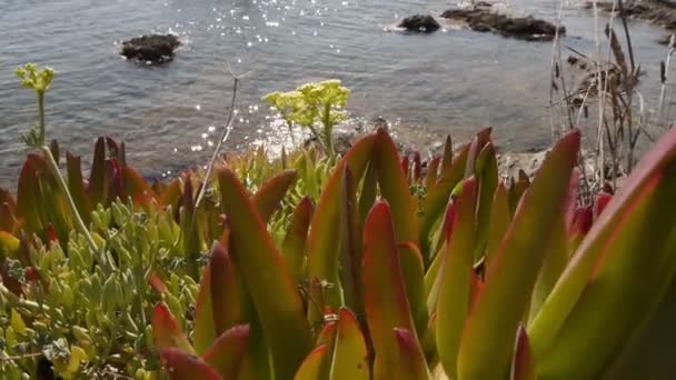 海岸の植物 — ストック動画