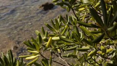 Deniz kıyısında bitkiler