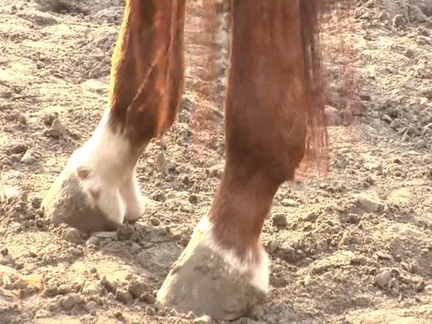 Un caballo marrón en el establo — Vídeo de stock