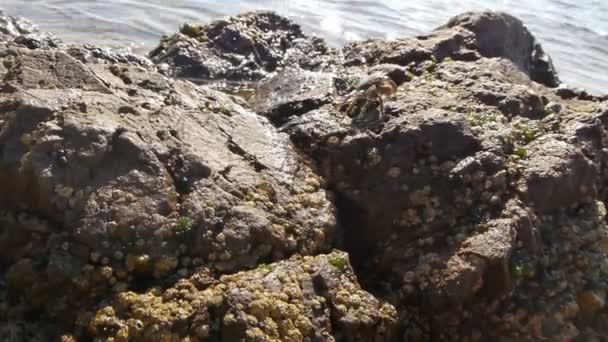 En liten krabba kryper stenarna nära havet — Stockvideo