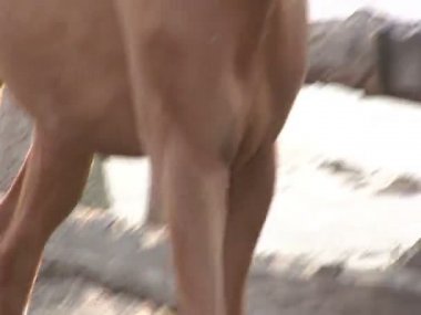 Kahverengi bir at ahırda çalışır