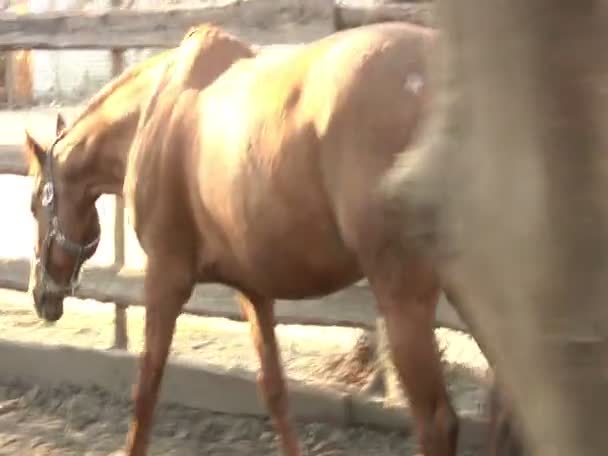 Man in pak neemt Brown paard — Stockvideo