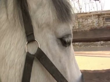 Beyaz bir at bir çit çalışır