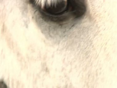 Beyaz bir at bir göz