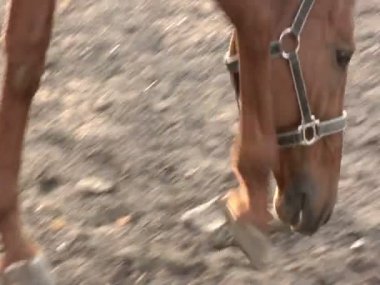 Bir Kahverengi At Ahır Etrafında Walks
