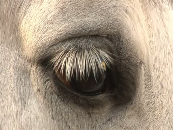 Um cavalo branco olha na câmera — Vídeo de Stock