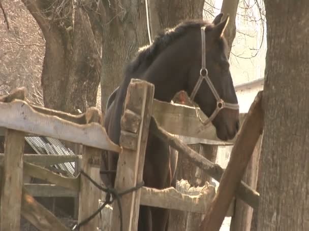 Een bruin paard staat in een stal — Stockvideo