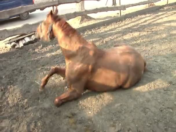 Kahverengi At ayağa kalkar — Stok video