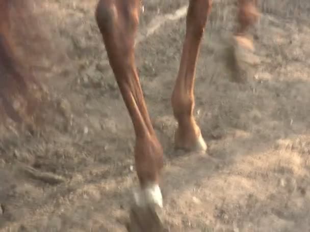 Brązowy koń biegnie wokół stajni — Wideo stockowe