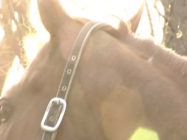 Kahverengi atı olan bir adam