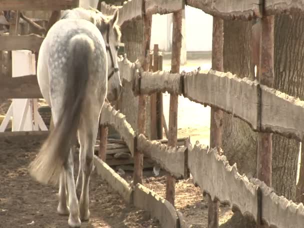 白い馬がフェンスに沿って行く — ストック動画