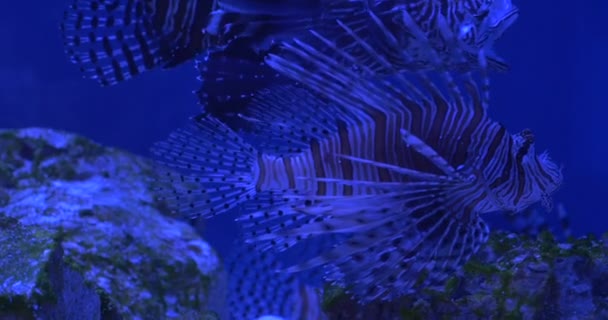 Dos peces león rojo, Pterois Volitans, peces de arrecife de coral rayado Primer plano — Vídeos de Stock