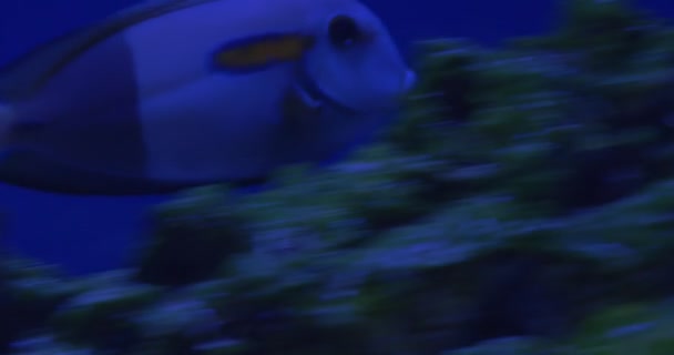 Acanthurus Olivaceus, Orange Band Surgeonfish, Gros plans sur les poissons, Natation 