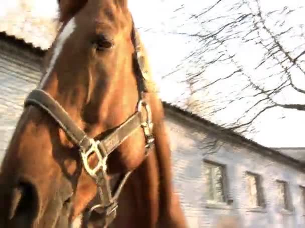 Um homem desenha cavalo marrom — Vídeo de Stock