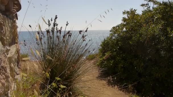 Planten op de kust — Stockvideo