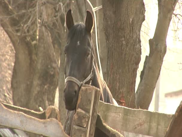 一匹棕色的马看起来在相机 — 图库视频影像