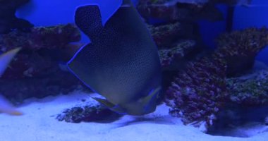 Kuran Angelfish,Pomacanthus semicirculatus,Mavi Ve Sarı Benekli Balık Closeup, Akvaryumda Trachinotus Blochii