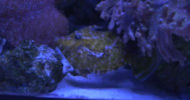 Monacanthus Chinensis Mercanlar, Acropora, Krom Dimidiata Arasında Saklanıyor