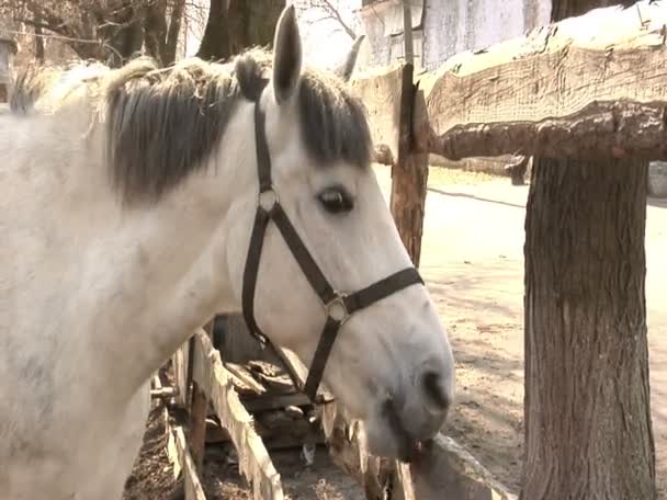 Caballo blanco lamiendo cerca de madera — Vídeos de Stock