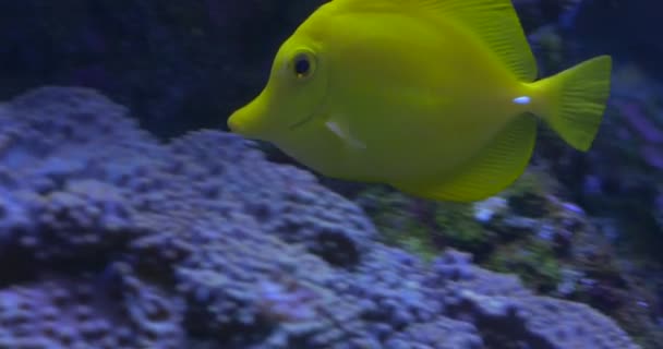 El espiga amarilla, los sabores del cebrasoma, y el pez cirujano manchado, Ctenochaetus Strigosus están flotando entre los corales, comiendo los corales, Oceanarium — Vídeo de stock