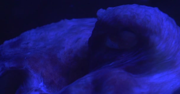 Chobotnice, Enterchobotnice Dofleini, pohyblivá tělesná plocha, oční Closeup, oceanárium — Stock video