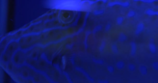 Aluterus scriptus, Scrawled filefish, enkele vis close-up, drijvende — Stockvideo