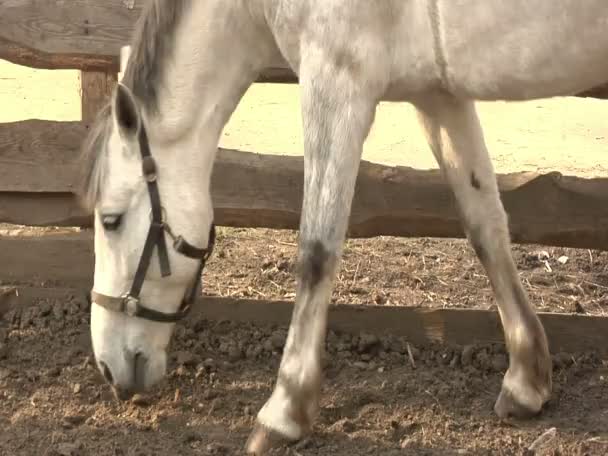 Een wit paard dat langs het hek loopt — Stockvideo