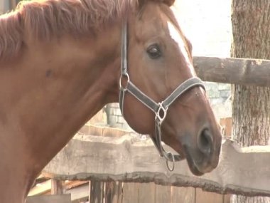 Kahverengi at dönüyor