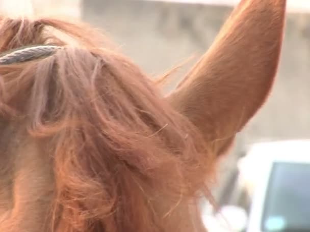 Un cheval brun dans l'écurie 