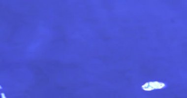 Potamotrygon Motoro, Ocellate Nehri Stingray, palet, hareketli akvaryum sığ