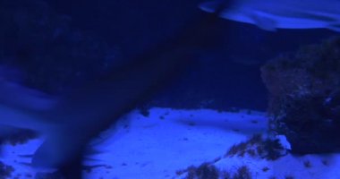 Siyah uçlu resif köpekbalığı, hayvan sürüsü yüzen dairesel yayın akvaryum, sualtı, portre, Sandy alt