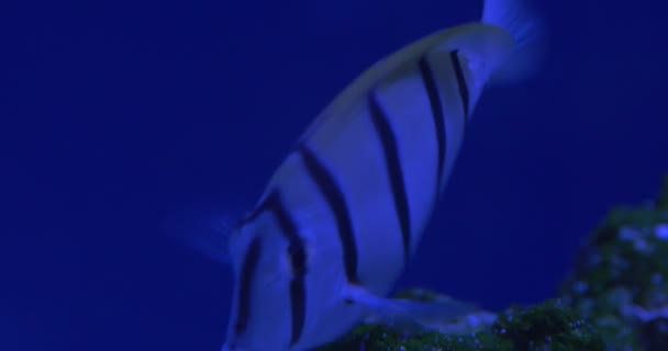 Маніна, Acanthurus Triostegus та Acanthurus Olivaceus, дві риби плавають в акваріумі — стокове відео