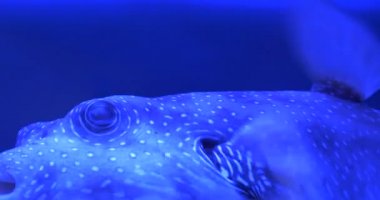 Beyaz benekli kirpi balığı, Arothron Hispidus Closeup