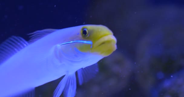 Valenciennea Puellaris en Zanclus cornutus in Aquarium, close-up — Stockvideo