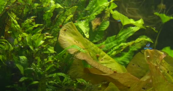Les poissons jaunes se nourrissent, Cardinal Tetra, Paracheirodon Axelrodi, École des poissons en aquarium — Video