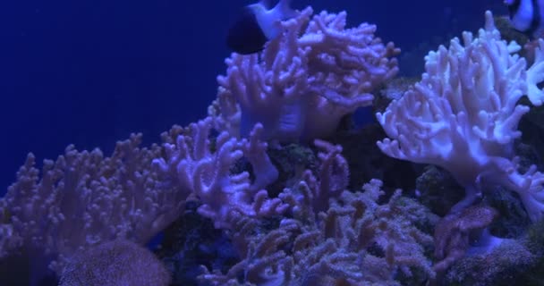 Chromis Dimidiata, svart och vit fisk bland koraller, Acropora Crossocheilus Siamensis — Stockvideo