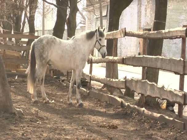 Cavalo Branco na Fazenda — Vídeo de Stock