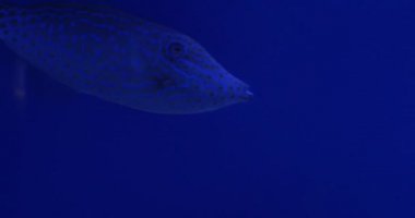 Aluterus Scriptus, Acanthurus Triostegus, Acanthurus Olivaceus, ve üç balıklar yüzer vardır.