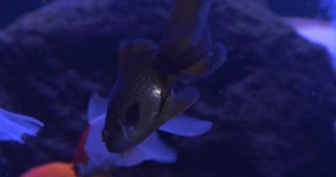 Japon balığı, Carassius hava, sözlerinin havadar baloncuklar, akvaryum