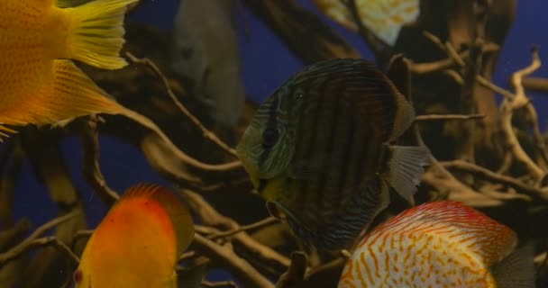 Discuses, Yellow, Striped, Spotted Fishes — Stock Video