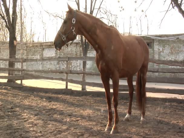 Un cavallo bruno nella stalla — Video Stock