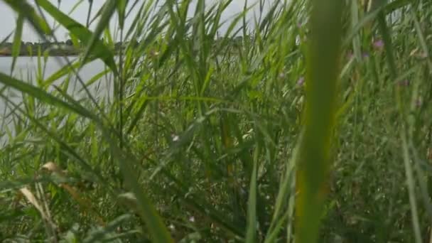 Plantes près d'un lac 